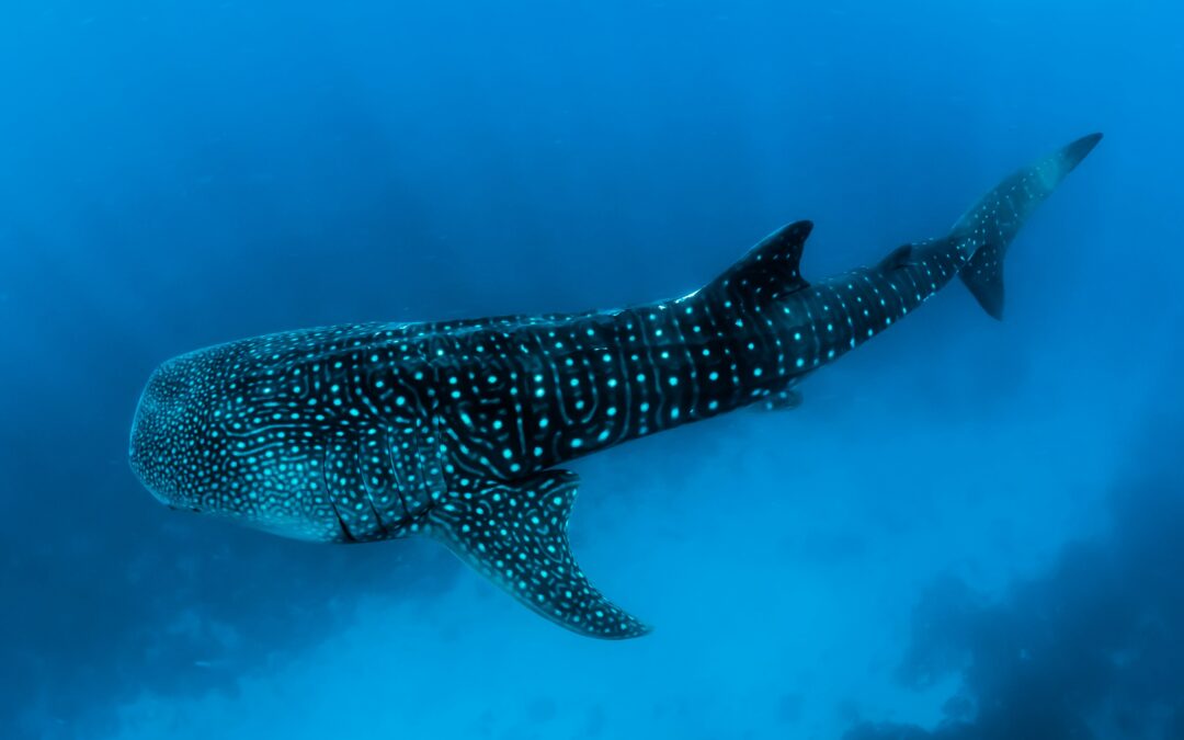 Bioluminiscencia y tiburón ballena en Holbox: magia natural en verano